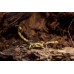 Escorpión hadrurus arizonensis - Alacrán gigante del desierto